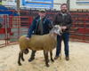 Champion Bluefaced Leicester_